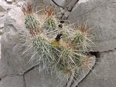 Echinocereus stramineus
