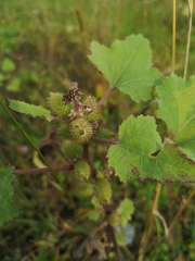 Xanthium