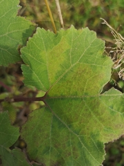 Xanthium
