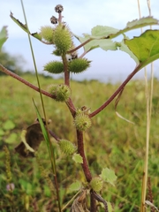 Xanthium