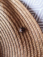 Aiolocaria hexaspilota