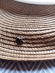 Aiolocaria hexaspilota