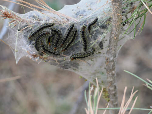 Lophocampa ingens photo 3