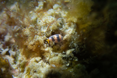 Cystiscus angasi