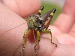 Dendrotettix quercus