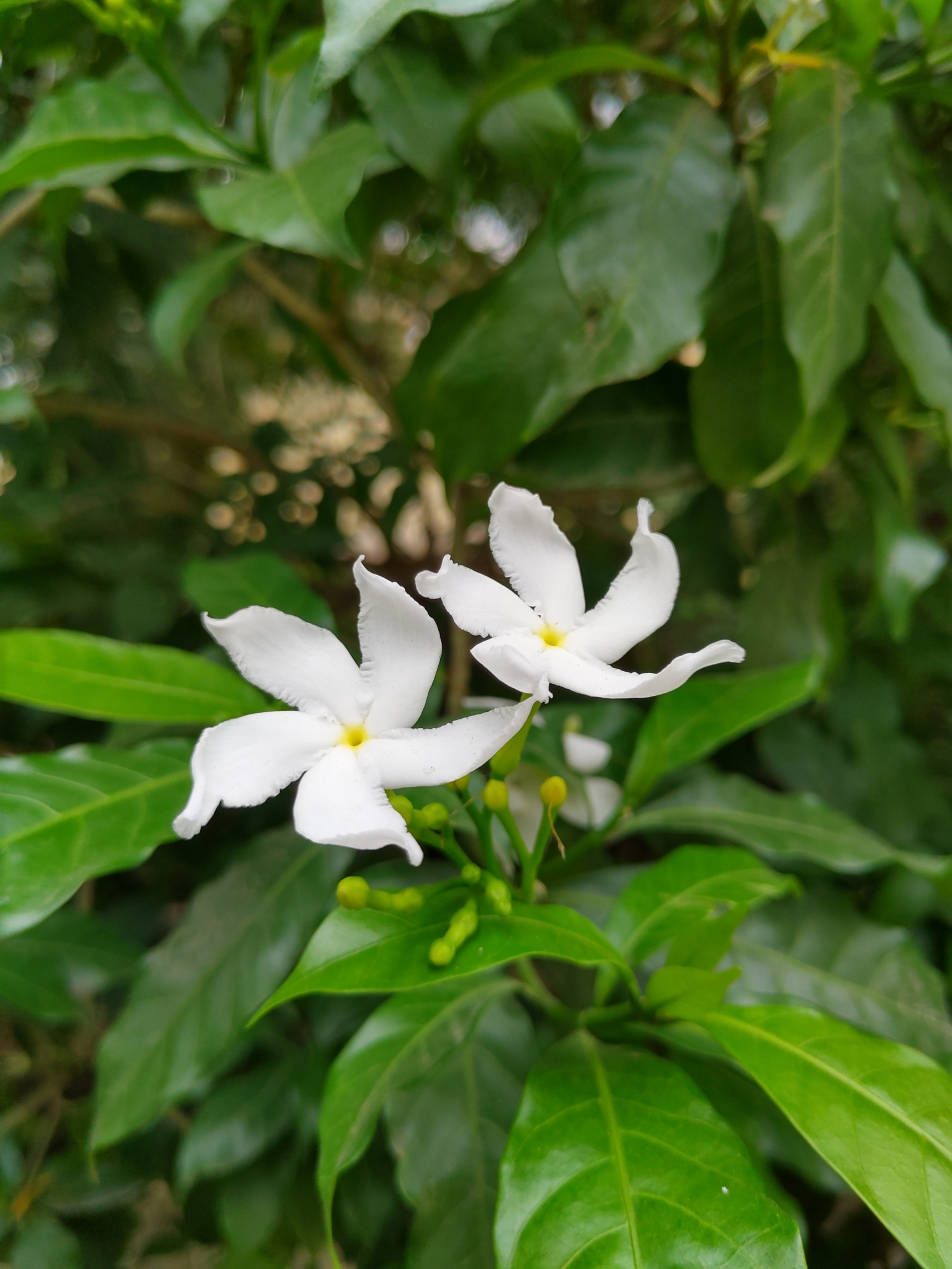 Tabernaemontana