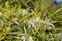 Clematis linearifolia
