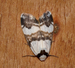 Thallarcha albicollis