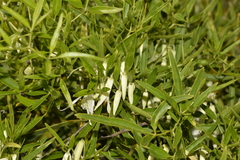 Clematis linearifolia