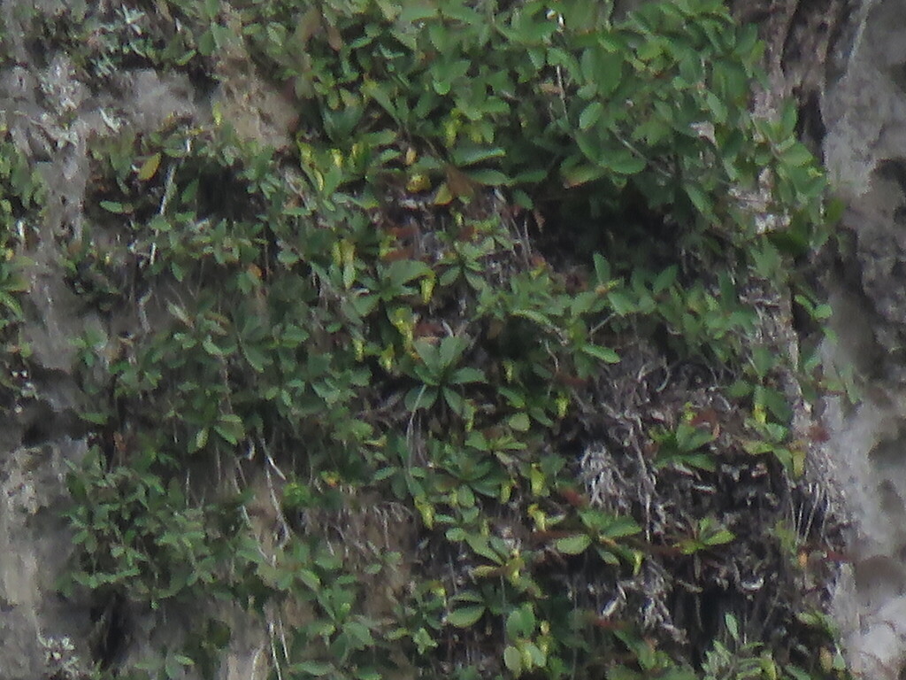 Nepenthes campanulata Kurata 3