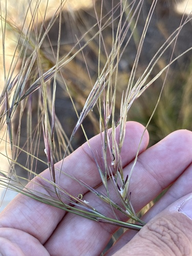 Nassella cernua, photograph 3