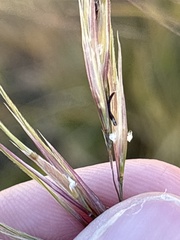 Nassella cernua, photograph (c) Sula Vanderplank, some rights reserved (CC BY)