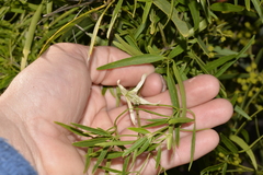 Clematis linearifolia
