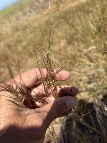 Nassella cernua, photograph 5