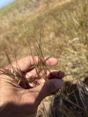 Nassella cernua, photograph (c) Sula Vanderplank, some rights reserved (CC BY)