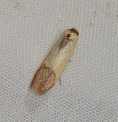 Tachystola stenoptera