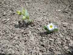 Nonea versicolor