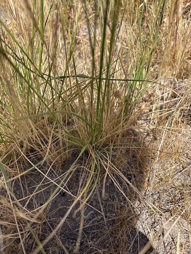 Nassella cernua, photograph 6