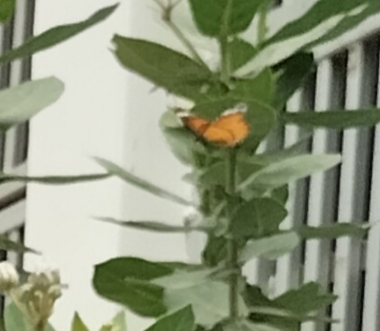 Plain Tiger