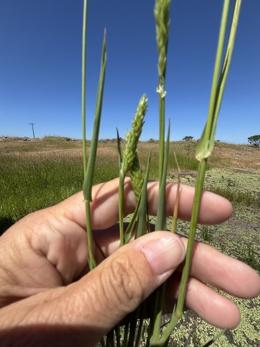 Lemmon's canarygrass (Phalaris lemmonii)