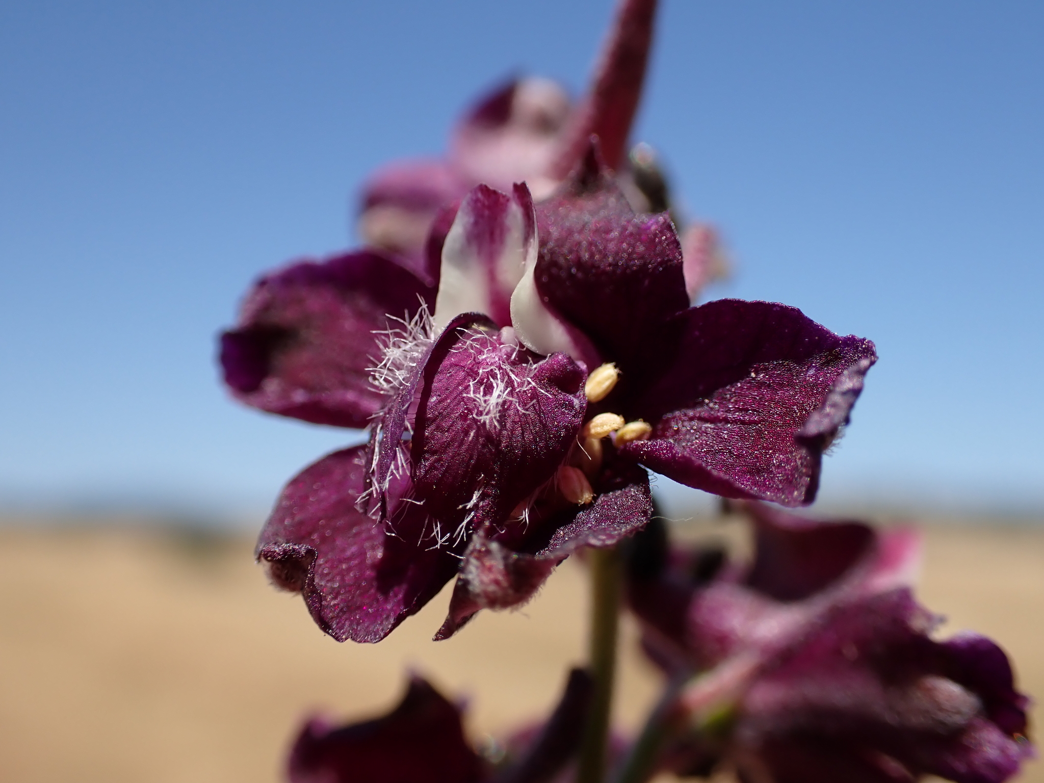 Delphinium hansenii ssp. ewanianum