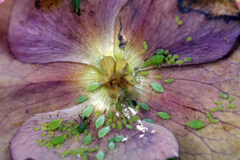 Macrosiphum hellebori