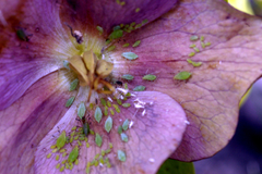 Macrosiphum hellebori