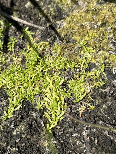 Winged water-starwort (Callitriche marginata)