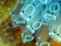 Clavelina moluccensis