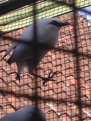 Leucopsar rothschildi