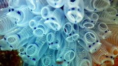 Clavelina moluccensis