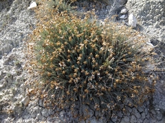 Reaumuria alternifolia