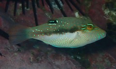 Canthigaster bennetti