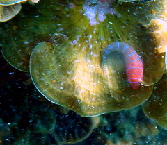 Cochleoceps bicolor