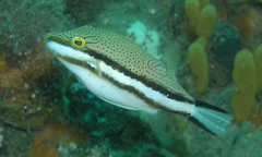 Canthigaster callisterna