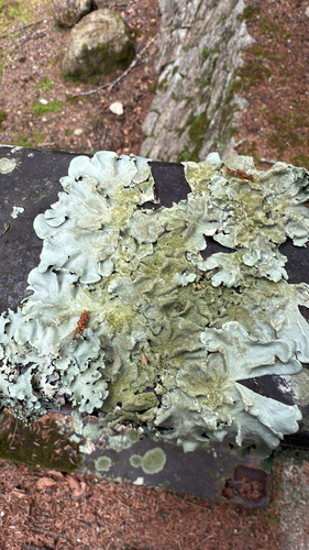 Parmotrema tinctorum