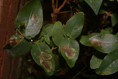 Ectoedemia septembrella