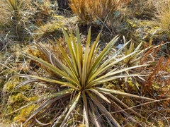 Celmisia armstrongii