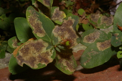 Ectoedemia septembrella
