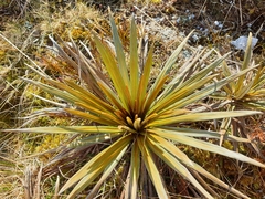 Celmisia armstrongii