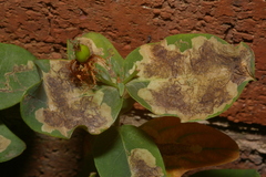 Ectoedemia septembrella
