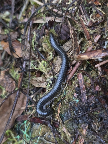 Californiulus euphanus photo 3