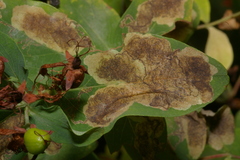 Ectoedemia septembrella
