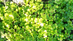 Oxalis compressa