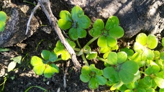 Oxalis compressa