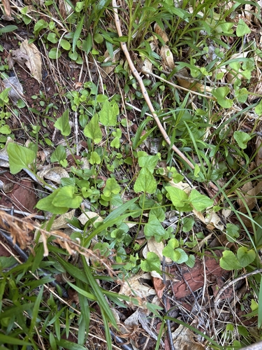 Clausen's violet (Viola clauseniana)