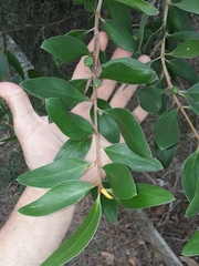 Persoonia stradbrokensis