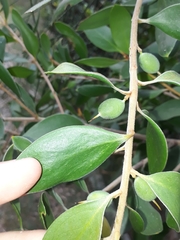 Persoonia stradbrokensis