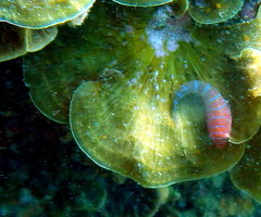 Cochleoceps bicolor