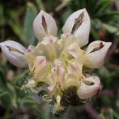 Lupinus microcarpus